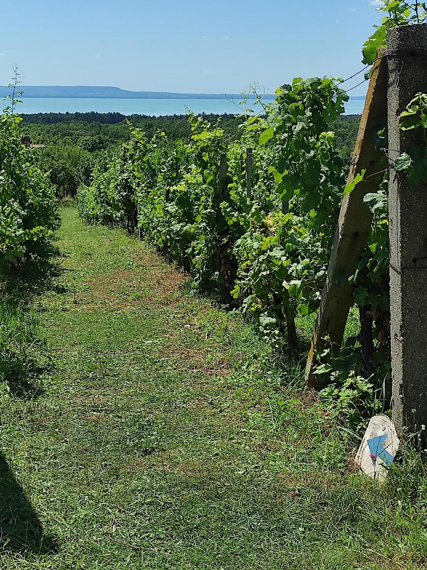 Napraszallas Vendeghaz Balatonakali Buitenkant foto